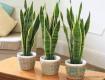 家里太單調(diào)，用這6種綠植點(diǎn)綴，耐旱好養(yǎng)活！