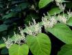 適合家里養(yǎng)什么綠植？發(fā)現(xiàn)房屋前后有這種植物立馬拔除！